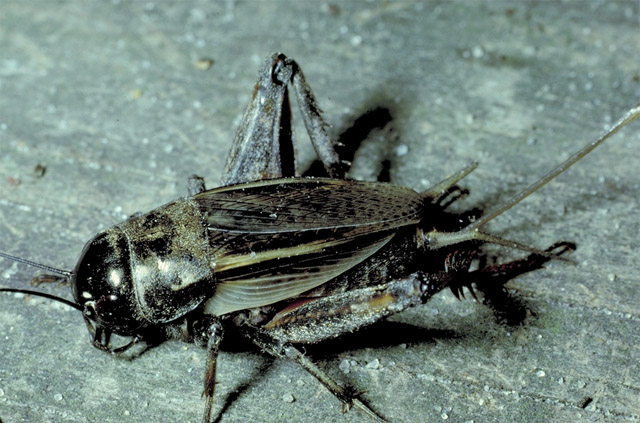 image of Gryllus rubens