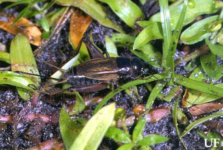 image of Gryllus rubens