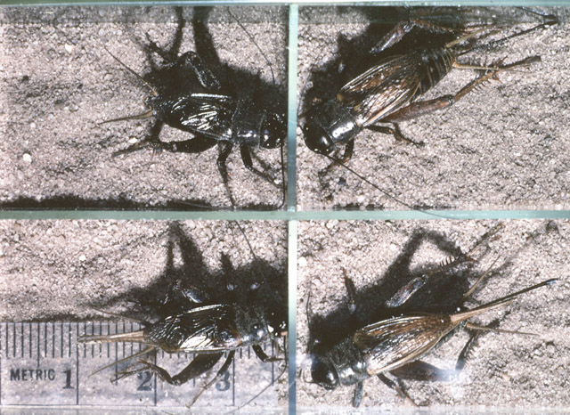 image of Gryllus rubens