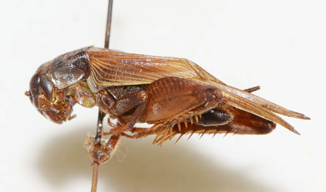 image of Gryllus assimilis