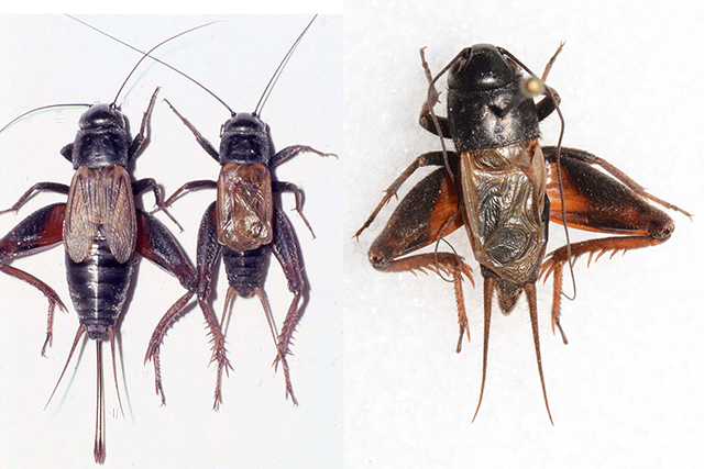 image of Gryllus fultoni