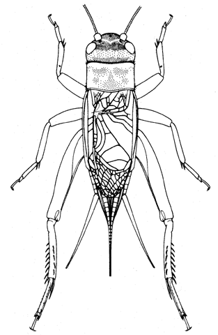 image of Acheta domesticus