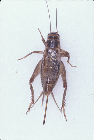 image of Acheta domesticus