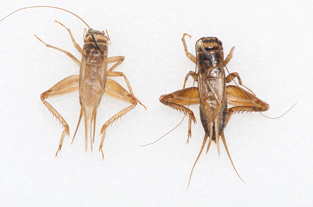 image of Acheta domesticus