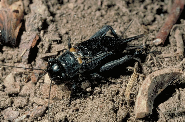 image of Gryllus veletis