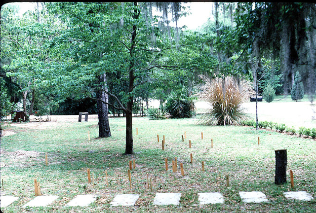 image of Anurogryllus arboreus