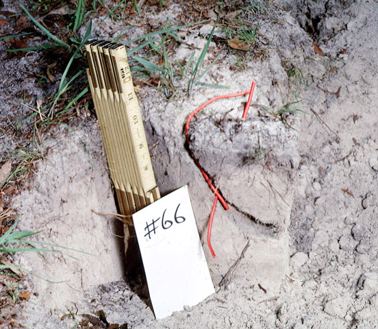 image of Anurogryllus arboreus