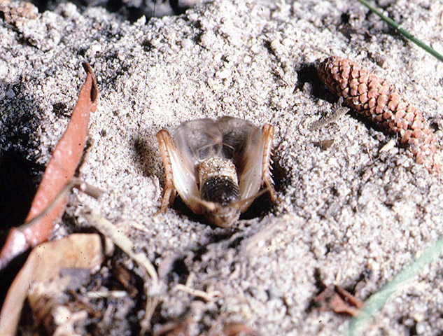 image of Anurogryllus arboreus
