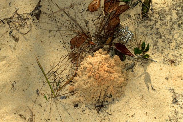 image of Anurogryllus arboreus