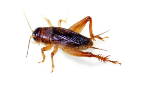 image of Anurogrllus celerinictus