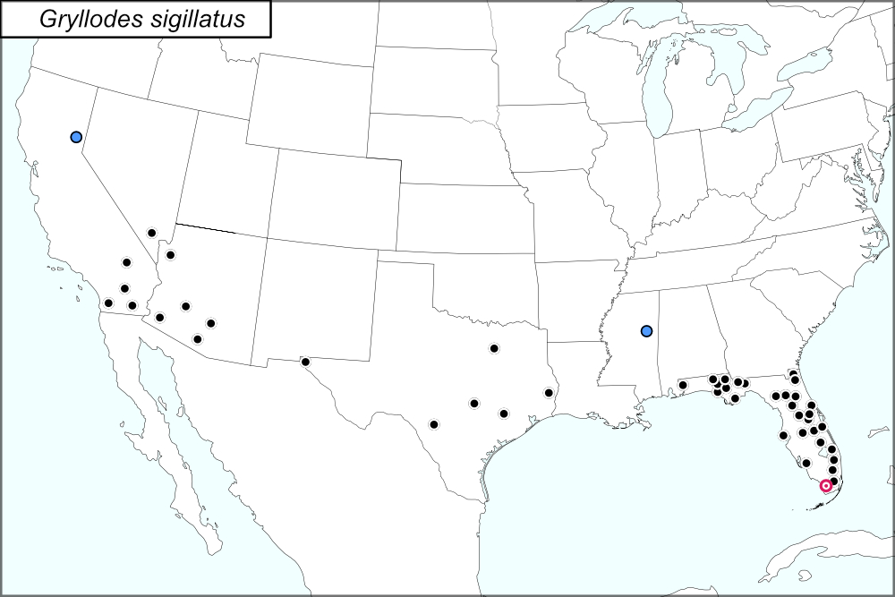 distribution map for Gryllodes sigillatus