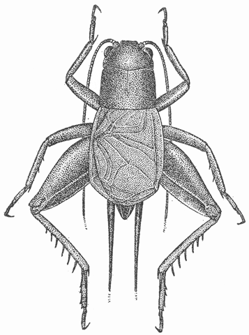 image of Gryllita arizonae
