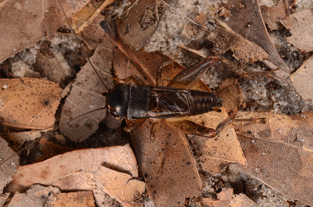 image of Miogryllus saussurei