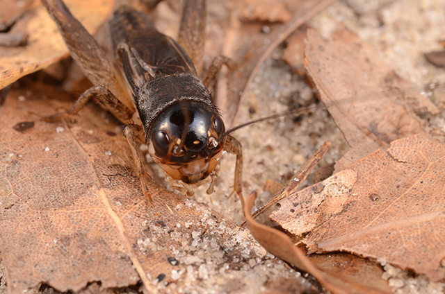 image of Miogryllus saussurei