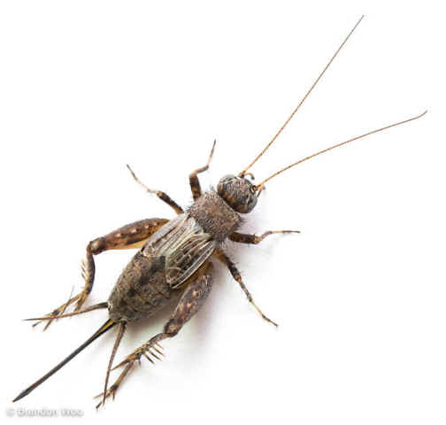 image of Allonemobius griseus