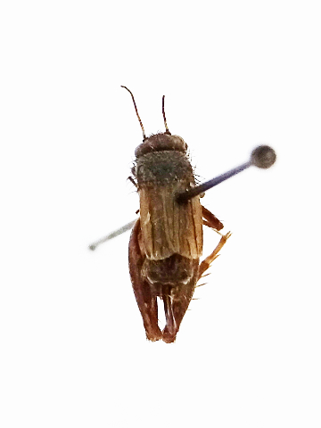 image of Allonemobius griseus