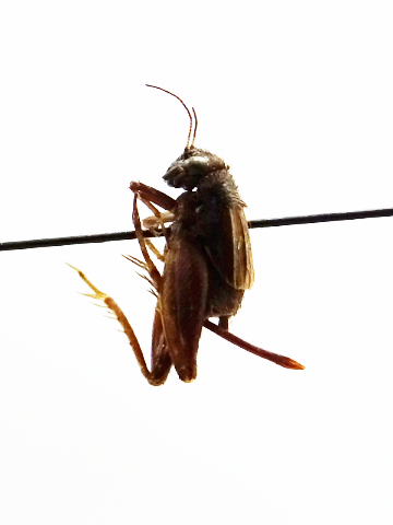 image of Allonemobius griseus