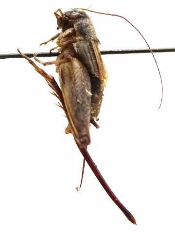 image of Allonemobius griseus