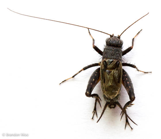 image of Allonemobius griseus