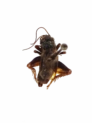 image of Allonemobius griseus