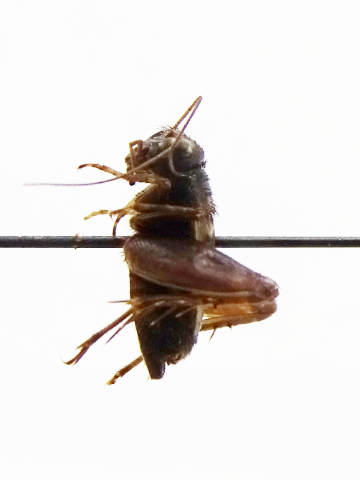 image of Allonemobius griseus