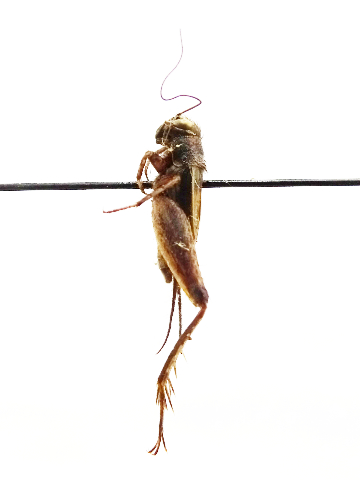 image of Allonemobius griseus