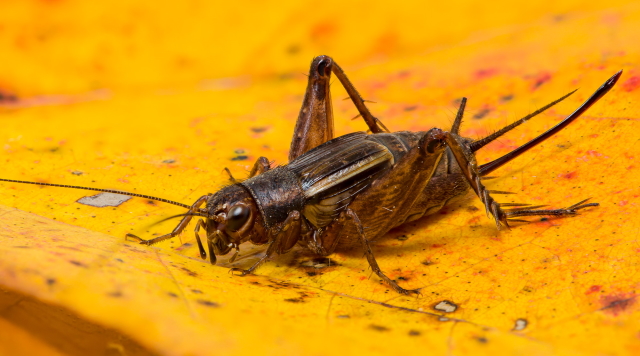 image of Allonemobius walkeri