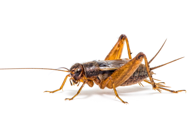 image of Allonemobius walkeri