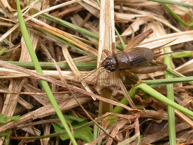 image of Eunemobius carolinus