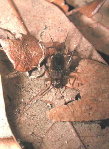 image of Eunemobius carolinus