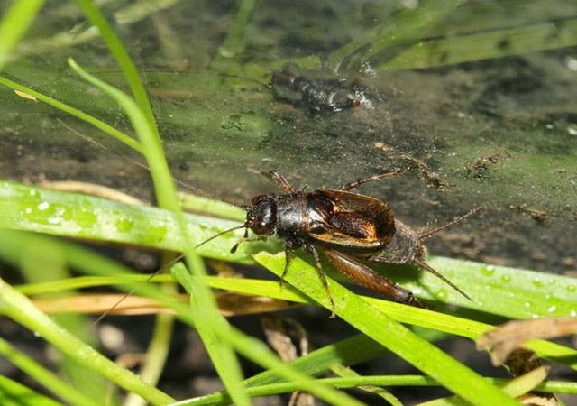 image of Neonemobius cubensis