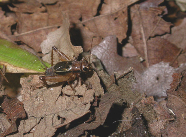 image of Allonemobius maculatus