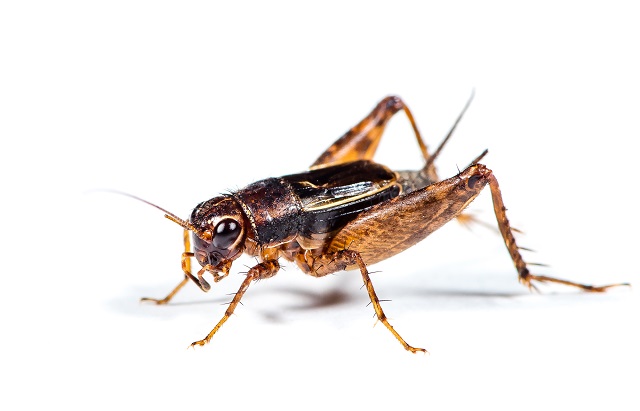 image of Allonemobius maculatus