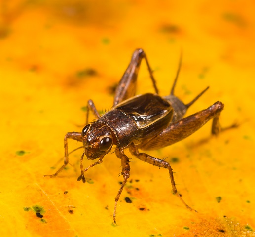 image of Allonemobius maculatus