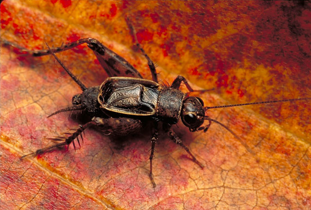 image of Allonemobius maculatus