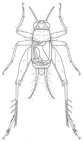image of Hygronemobius alleni