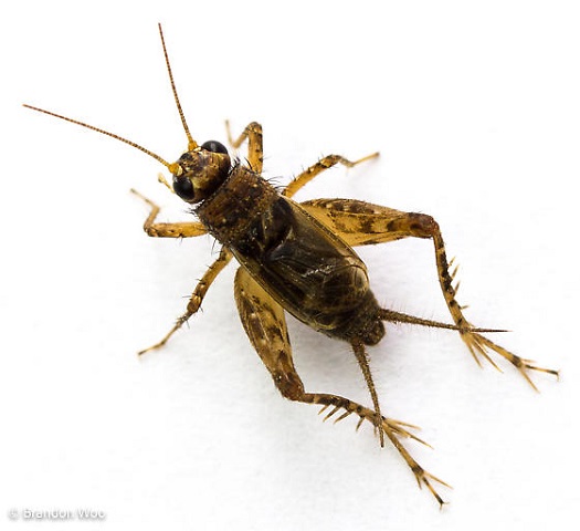 image of Neonemobius variegatus