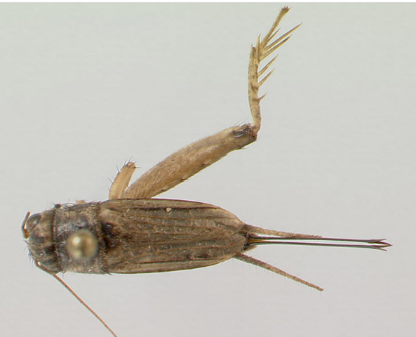 image of Allonemobius shalontaki