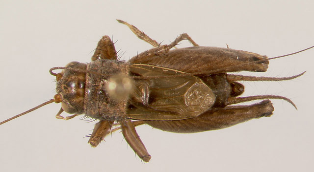 image of Allonemobius shalontaki