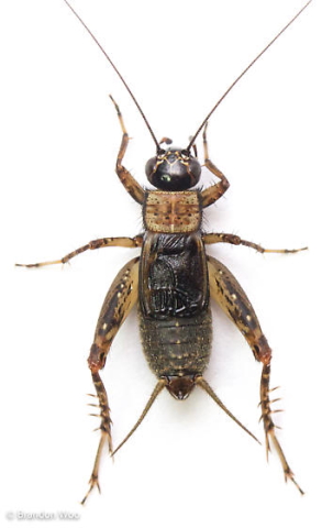 image of Nemobius sylvestris