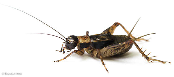 image of Nemobius sylvestris