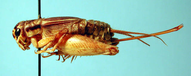 image of Velarifictorus micado