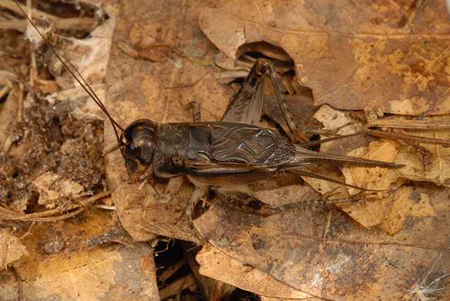 image of Velarifictorus micado