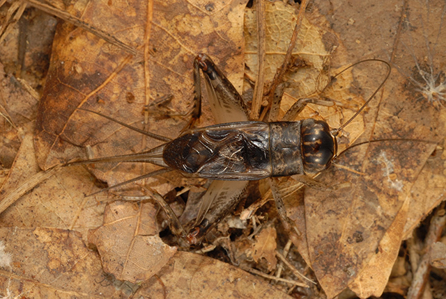 image of Velarifictorus micado