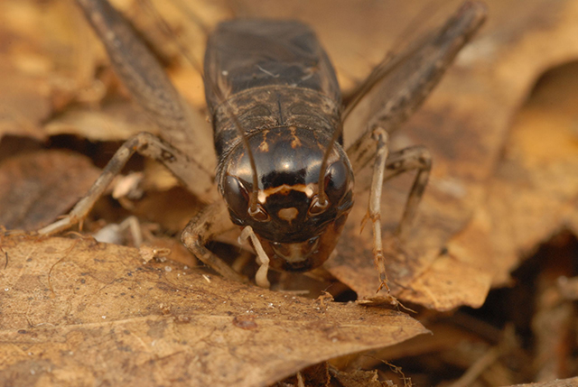 image of Velarifictorus micado