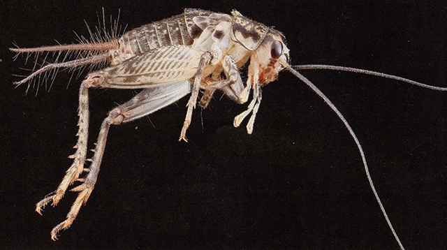 image of Velarifictorus micado