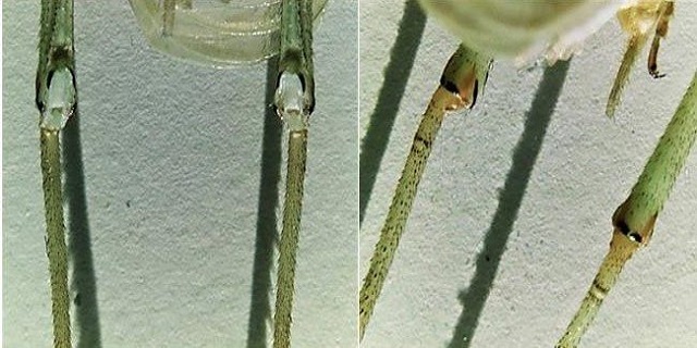 image of Oecanthus salvii