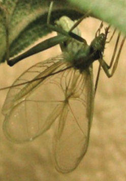 image of Oecanthus salvii