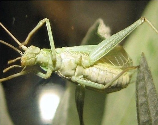 image of Oecanthus salvii