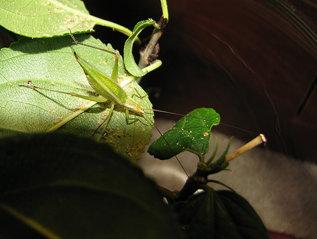 image of Oecanthus walkeri